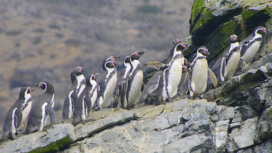 Тысячи морских котиков и пингвинов погибли в Чили из-за птичьего гриппа