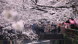 В Японии туристам больше не нужен ПЦР-тест