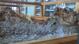 Находки томских палеонтологов вошли в 3D коллекцию динозавров России
