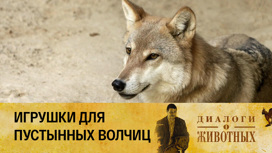 Ташкентский зоопарк Серия 11