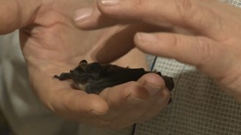Семья тюменских биологов устроила в квартире питомник для летучих мышей