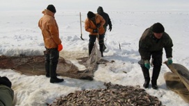 За три месяца 2023 года на Ямале выловили более 700 тонн рыбы