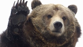 Медведь занял пустующий дом на Камчатке и не хочет уходить
