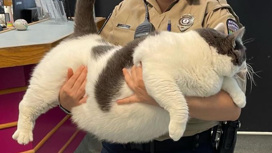 Слишком толстого кота спасли от "жестокого" хозяина