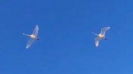 Редкую перелетную птицу сняли на видео госинспекторы нацпарка Бурятии