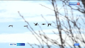 Ученые Карельского научного центра РАН проводят мониторинг весенней миграции птиц