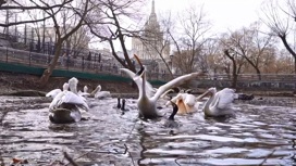 В Московском зоопарке пеликанов выпустили в пруд