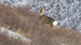 Итог зимнего подсчета численности животных подвели в Сохондинском заповеднике