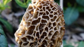 В Удмуртии зарегистрировали первый в 2023 году случай отравления грибами