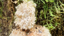 "Белый призрак": что известно о новом виде грибов и при чем тут Офелия