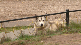 В Госдуме предложили наказывать хозяев, чьи собаки гуляют сами по себе