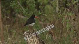 В Агрызском районе нашли местообитание редких краснокнижных птиц