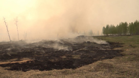 Площадь лесных пожаров на Среднем Урале за прошедшие сутки сократилась в три раза