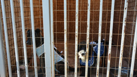 В Астрахани 255 собак отловили и направили в муниципальный приют