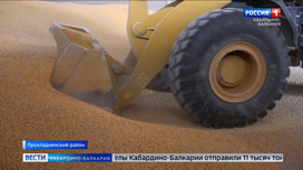 Экспорт семян кукурузы в КБР увеличился на треть
