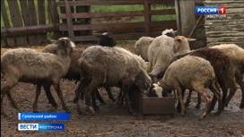 Соцконтракт помог жителю Костромской области стать овцеводом