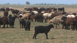После всероссийской выставки в Дагестане волгоградский фермер намерен по-новому развивать овцеводство