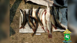 Более 450 экземпляров рыбы кемеровчанин выловил в Томской области