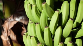 Тропическая экзотика: в Челябинской области собираются выращивать бананы