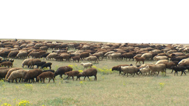 В Астраханской области выращивают овец-чемпионов