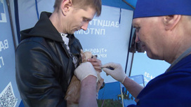 Вакцинировать домашнего питомца в Москве можно без записи