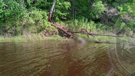 На реке Ветлуге в Костромской области обнаружили тела двух пропавших жителей Пыщуга