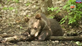 Тверские биологи поделились новостями о псковских медвежатах