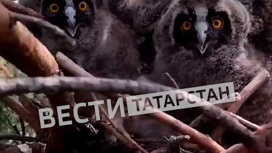 В Татарстане заметили краснокнижных болотных сов