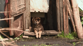 В Октябрьском районе на заброшенном участке бездомные организовали "собачью ферму"