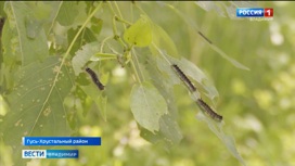 Во Владимирской области зафиксировано нашествие непарного шелкопряда