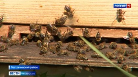 Пчеловод из Татарстана отсудил 400 тыс. рублей у агрофирмы из-за гибель пчел