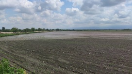 Порядка 1000 га сельхозугодий, по предварительным данным, пострадало от удара стихии в Дигорском районе