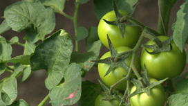 К сбору томатов и баклажанов приступили овощеводы Читы