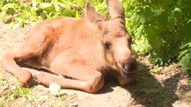 Новорожденного лосенка выходили сотрудники зооцентра "Питон" в Комсомольске-на-Амуре