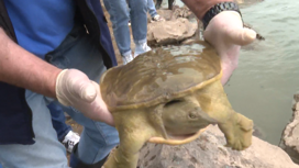 Новую прописку в Приморье получила спасенная краснокнижная черепаха
