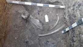 В Челябинской области из-под земли достанут скелет шерстистого носорога