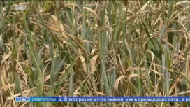 На Ставрополье в семи округах введен режим ЧС из-за ливней и засухи