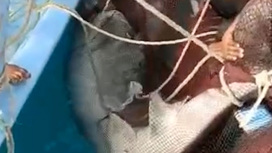 В Хургаде обезвредили акулу, напавшую на человека