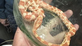 Москвичка обнаружила змею в ванной