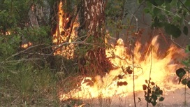 Крупный природный пожар на Алтае останавливают встречным отжигами