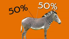 Зоологи рассказали правду о зебрах