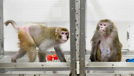 Макаки-резусы в Национальном центре изучения приматов в Висконсине: 27-летний Канто, живущий на ограниченной диете, и 29-летний Оуэн, чьё питание не ограничивалось 