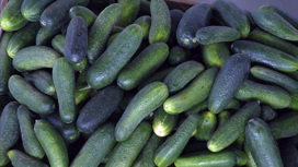 маринованные огурцы как выбрать. Смотреть фото маринованные огурцы как выбрать. Смотреть картинку маринованные огурцы как выбрать. Картинка про маринованные огурцы как выбрать. Фото маринованные огурцы как выбрать маринованные огурцы как выбрать. Смотреть фото маринованные огурцы как выбрать. Смотреть картинку маринованные огурцы как выбрать. Картинка про маринованные огурцы как выбрать. Фото маринованные огурцы как выбрать