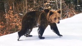 медведь научил лыжника скоростному спуску чем закончилось. Смотреть фото медведь научил лыжника скоростному спуску чем закончилось. Смотреть картинку медведь научил лыжника скоростному спуску чем закончилось. Картинка про медведь научил лыжника скоростному спуску чем закончилось. Фото медведь научил лыжника скоростному спуску чем закончилось
