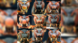 есть ли у осы разум. Смотреть фото есть ли у осы разум. Смотреть картинку есть ли у осы разум. Картинка про есть ли у осы разум. Фото есть ли у осы разум есть ли у осы разум. Смотреть фото есть ли у осы разум. Смотреть картинку есть ли у осы разум. Картинка про есть ли у осы разум. Фото есть ли у осы разум