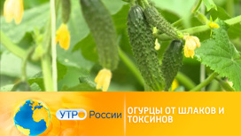 малосольные огурцы и соленые огурцы в чем разница. Смотреть фото малосольные огурцы и соленые огурцы в чем разница. Смотреть картинку малосольные огурцы и соленые огурцы в чем разница. Картинка про малосольные огурцы и соленые огурцы в чем разница. Фото малосольные огурцы и соленые огурцы в чем разница