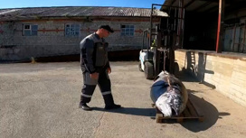 рыбак с огромной рыбой. Смотреть фото рыбак с огромной рыбой. Смотреть картинку рыбак с огромной рыбой. Картинка про рыбак с огромной рыбой. Фото рыбак с огромной рыбой рыбак с огромной рыбой. Смотреть фото рыбак с огромной рыбой. Смотреть картинку рыбак с огромной рыбой. Картинка про рыбак с огромной рыбой. Фото рыбак с огромной рыбой