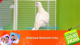 Чем опасны лебеди для человека. Смотреть фото Чем опасны лебеди для человека. Смотреть картинку Чем опасны лебеди для человека. Картинка про Чем опасны лебеди для человека. Фото Чем опасны лебеди для человека