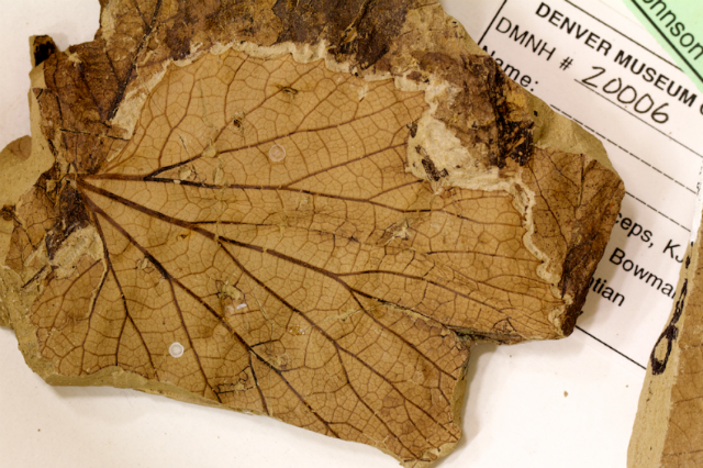 Окаменелый лист растения Vitis stantonii