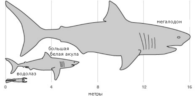 Графическое изображение гигантских размеров мегалодона